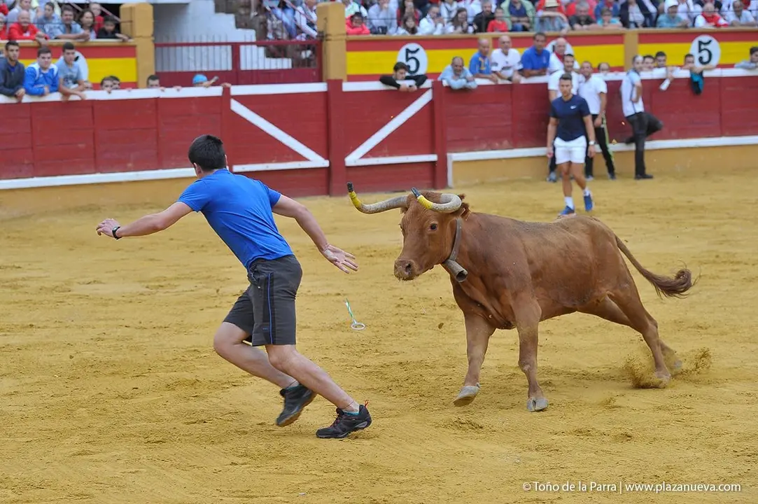 Fiestas de Tudela &rsquo;19, d&iacute;a 27 - Encierro y vacas en la plaza 29