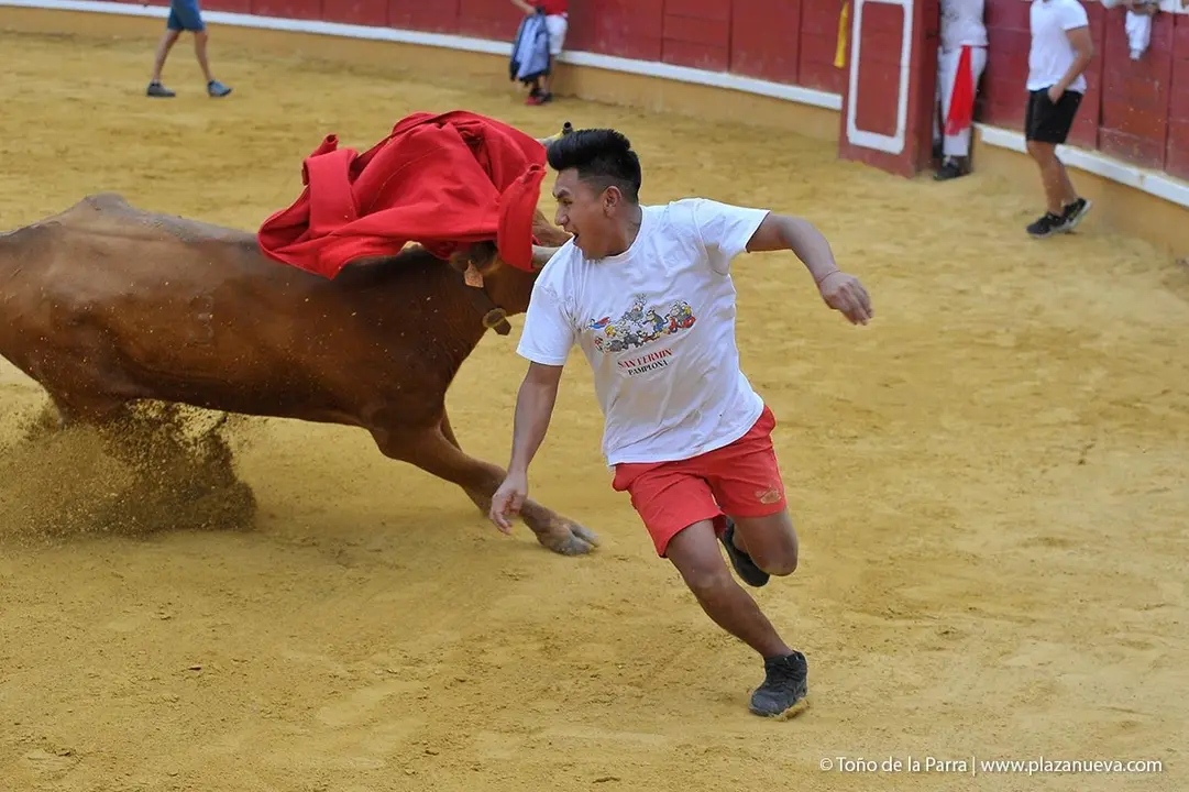 Fiestas de Tudela &rsquo;19, d&iacute;a 27 - Encierro y vacas en la plaza 30
