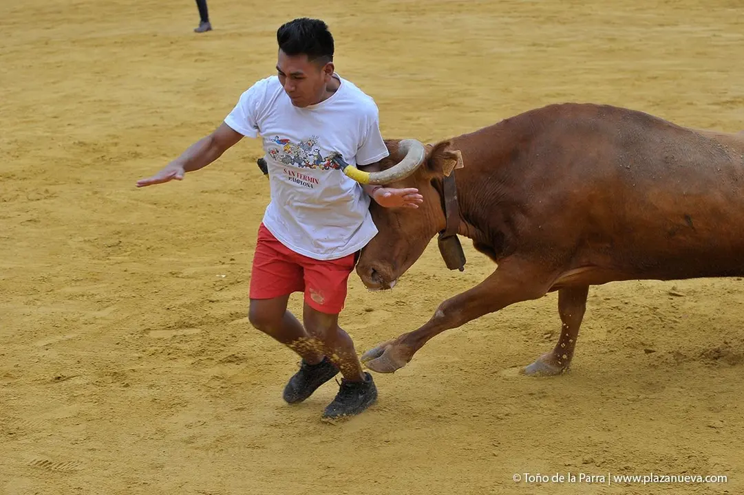 Fiestas de Tudela &rsquo;19, d&iacute;a 27 - Encierro y vacas en la plaza 31