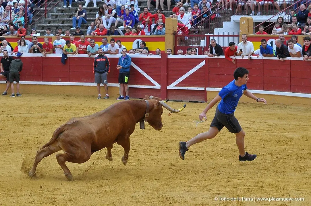 Fiestas de Tudela &rsquo;19, d&iacute;a 27 - Encierro y vacas en la plaza 33