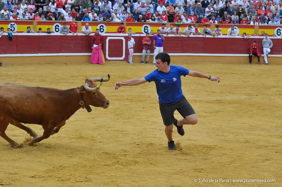 Fiestas de Tudela &rsquo;19, d&iacute;a 27 - Encierro y vacas en la plaza 34