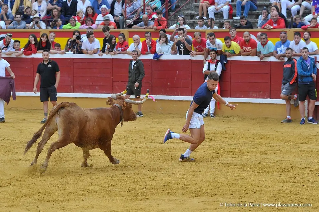 Fiestas de Tudela &rsquo;19, d&iacute;a 27 - Encierro y vacas en la plaza 35