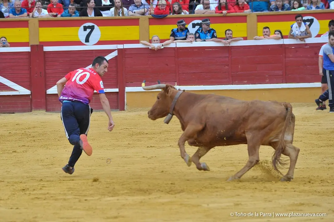 Fiestas de Tudela &rsquo;19, d&iacute;a 27 - Encierro y vacas en la plaza 36