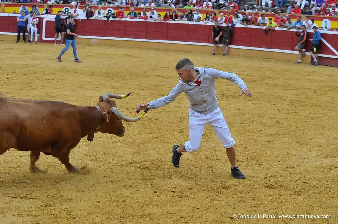Fiestas de Tudela &rsquo;19, d&iacute;a 27 - Encierro y vacas en la plaza 38