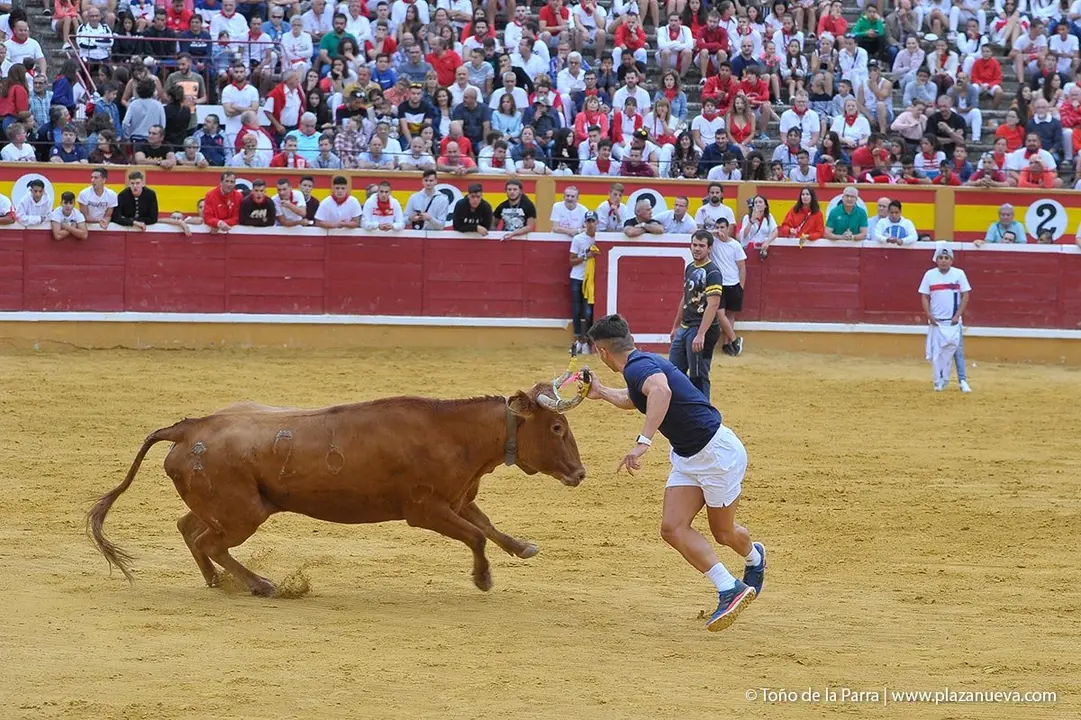 Fiestas de Tudela &rsquo;19, d&iacute;a 27 - Encierro y vacas en la plaza 39