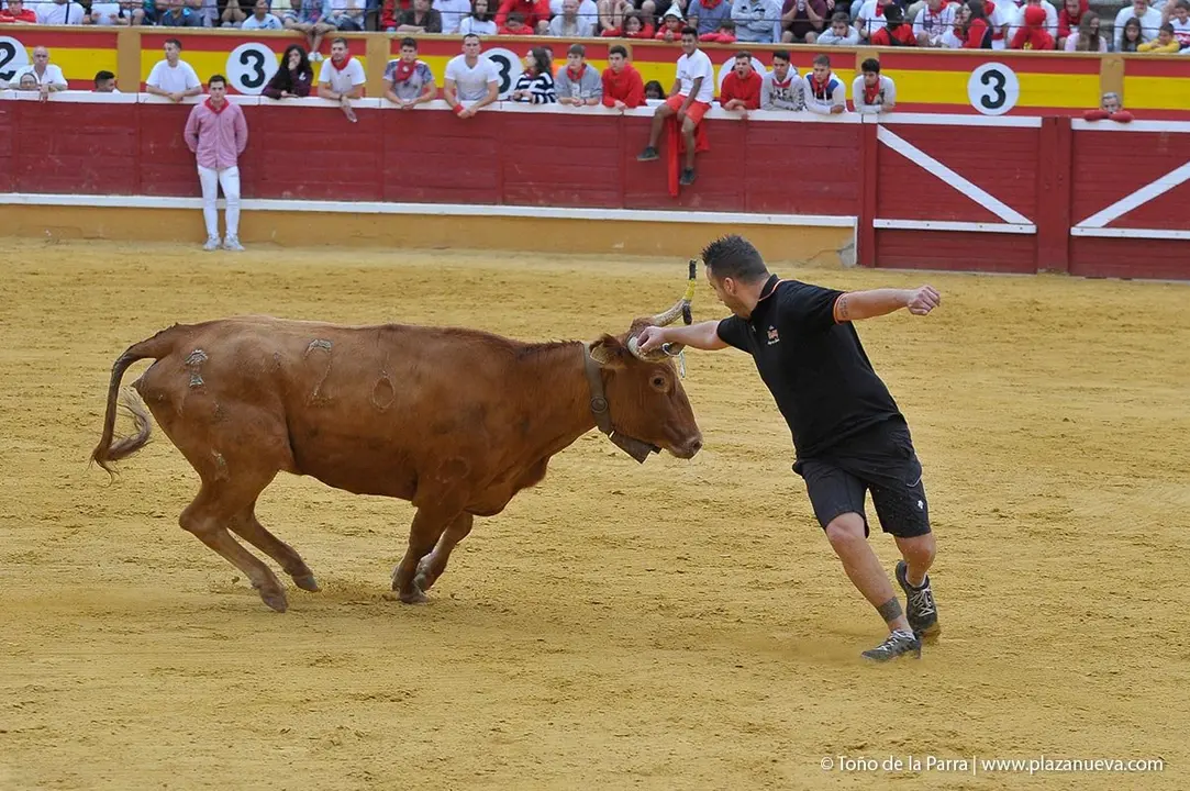 Fiestas de Tudela &rsquo;19, d&iacute;a 27 - Encierro y vacas en la plaza 40