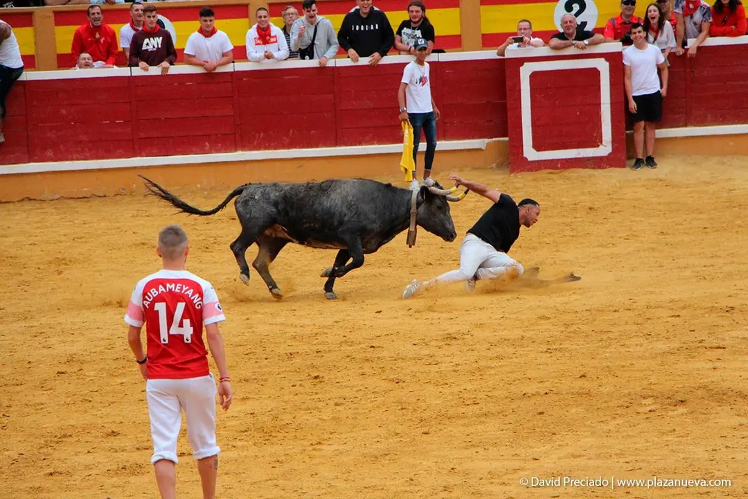 Fiestas de Tudela &rsquo;19, d&iacute;a 27 - Encierro y vacas en la plaza 41
