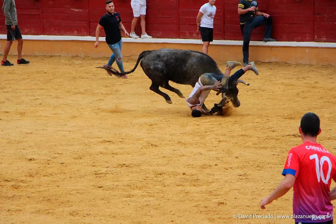 Fiestas de Tudela &rsquo;19, d&iacute;a 27 - Encierro y vacas en la plaza 42