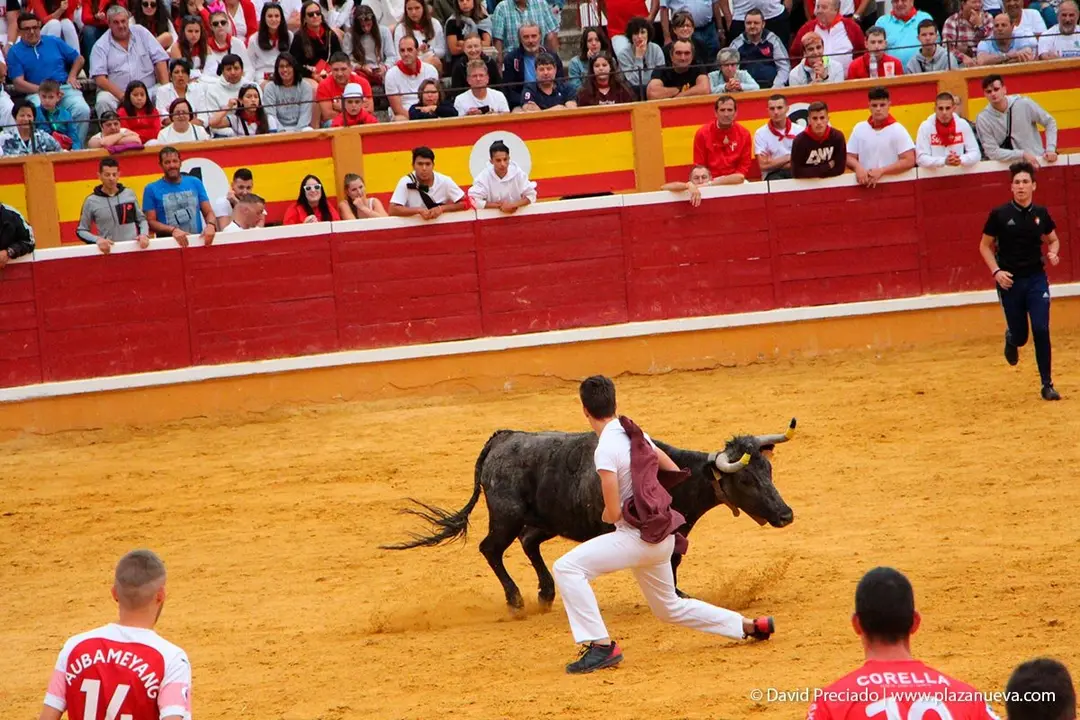 Fiestas de Tudela &rsquo;19, d&iacute;a 27 - Encierro y vacas en la plaza 45