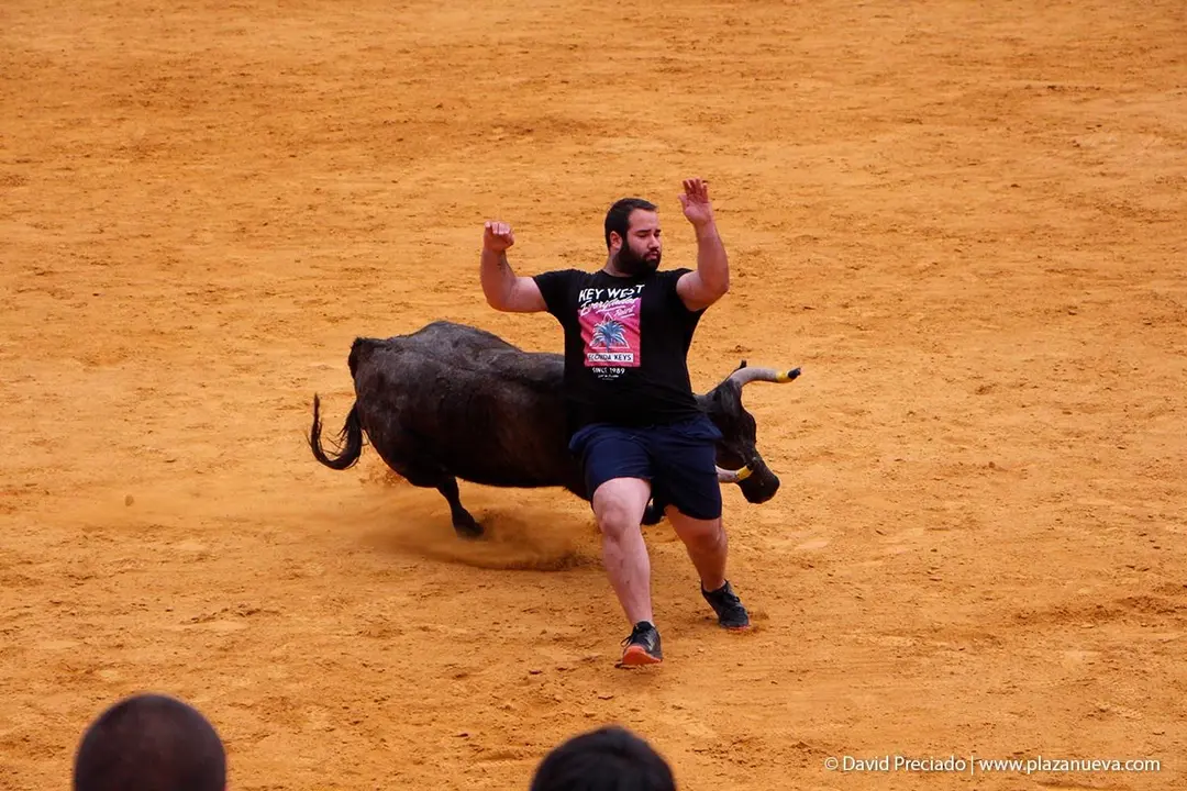 Fiestas de Tudela &rsquo;19, d&iacute;a 27 - Encierro y vacas en la plaza 46