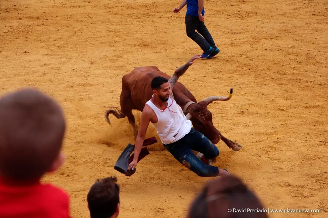 Fiestas de Tudela &rsquo;19, d&iacute;a 27 - Encierro y vacas en la plaza 47