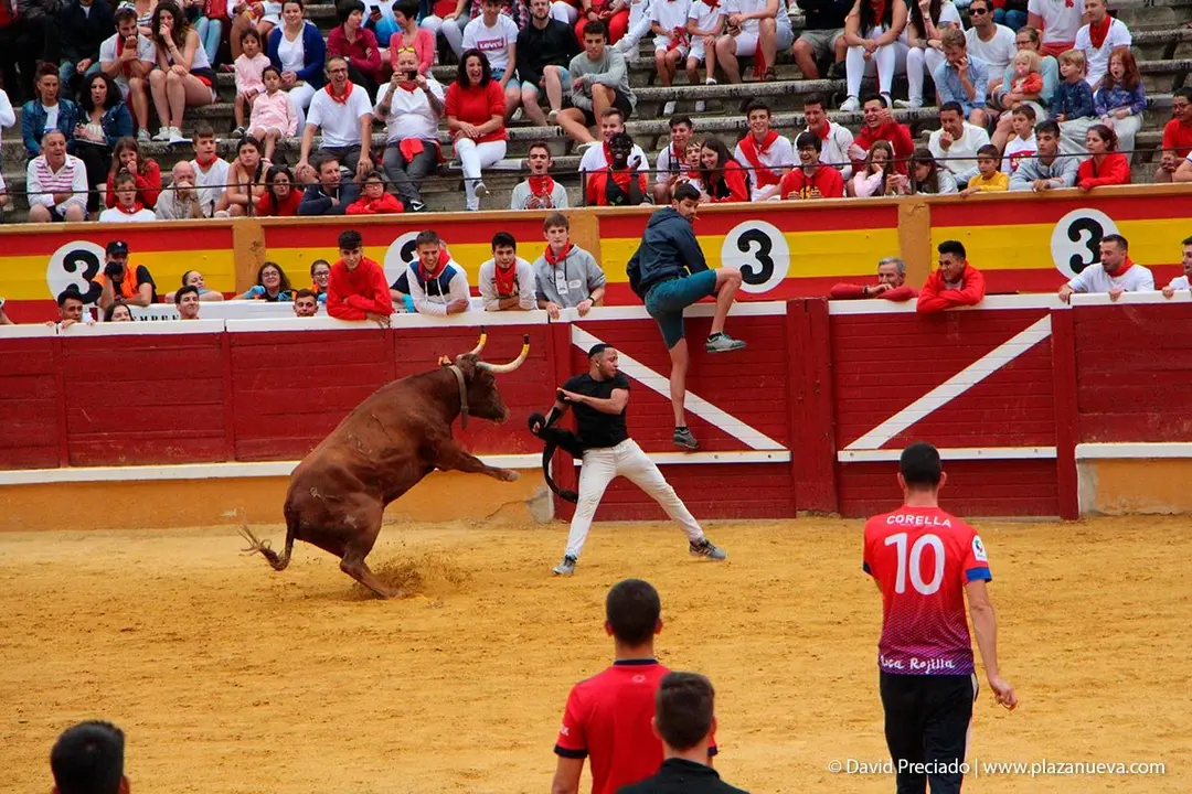 Fiestas de Tudela &rsquo;19, d&iacute;a 27 - Encierro y vacas en la plaza 48