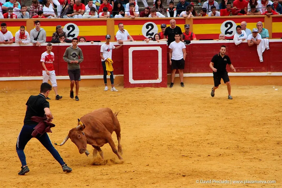 Fiestas de Tudela &rsquo;19, d&iacute;a 27 - Encierro y vacas en la plaza 86