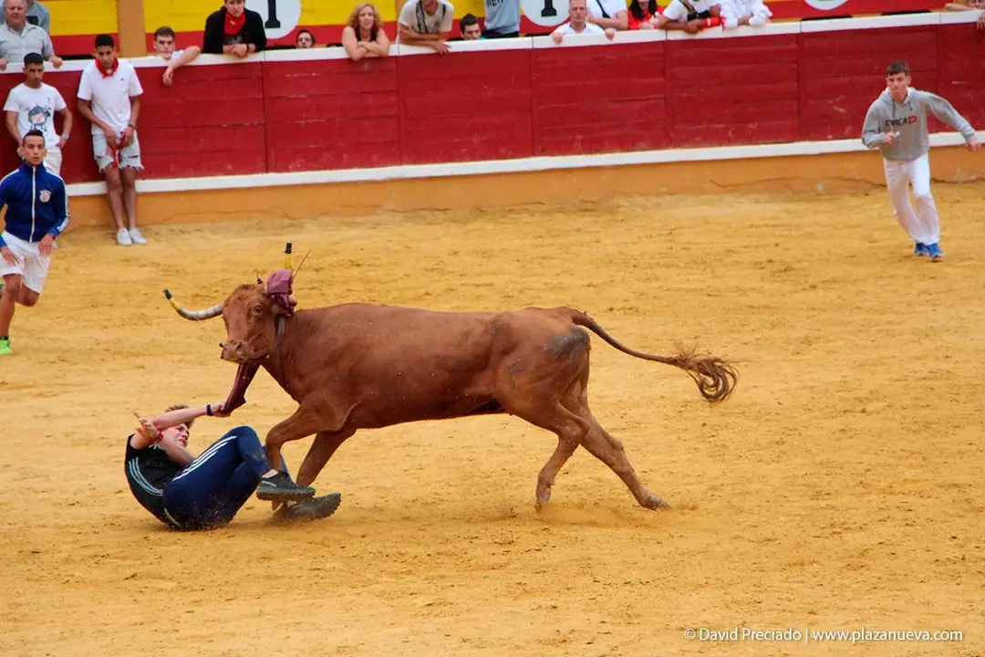 Fiestas de Tudela &rsquo;19, d&iacute;a 27 - Encierro y vacas en la plaza 87