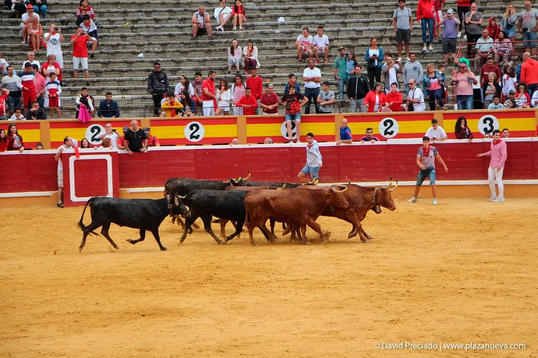 Fiestas de Tudela &rsquo;19, d&iacute;a 27 - Encierro y vacas en la plaza 88