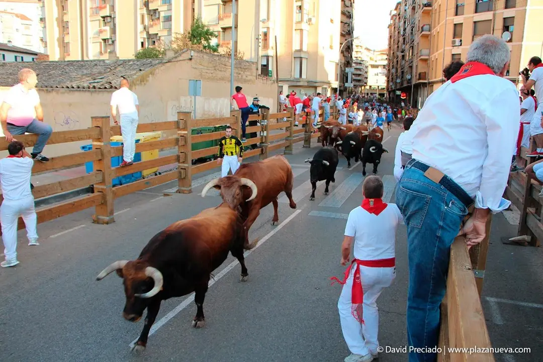 Fiestas de Tudela &rsquo;19, d&iacute;a 28 - Encierro y vacas en la plaza 9
