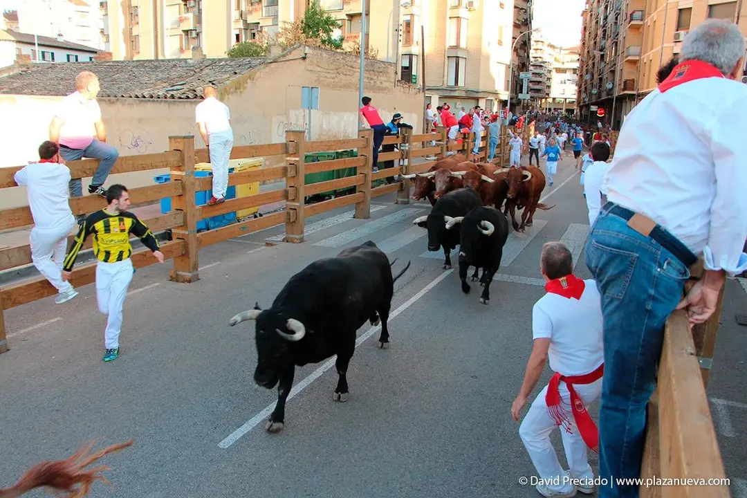 Fiestas de Tudela &rsquo;19, d&iacute;a 28 - Encierro y vacas en la plaza 10