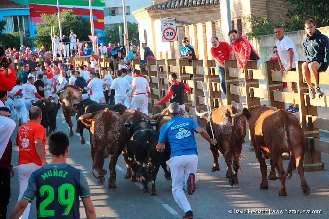 Fiestas de Tudela &rsquo;19, d&iacute;a 28 - Encierro y vacas en la plaza 11