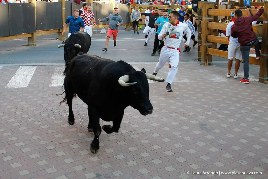 Fiestas de Tudela &rsquo;19, d&iacute;a 28 - Encierro y vacas en la plaza 17
