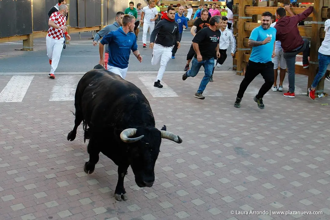 Fiestas de Tudela &rsquo;19, d&iacute;a 28 - Encierro y vacas en la plaza 18