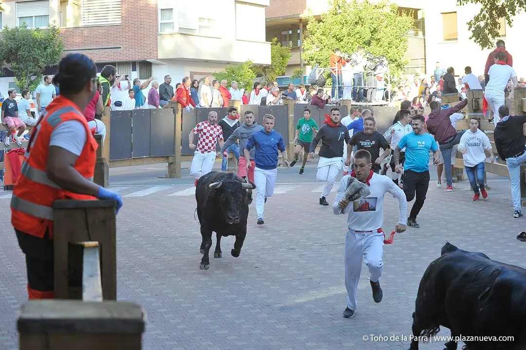 Fiestas de Tudela &rsquo;19, d&iacute;a 28 - Encierro y vacas en la plaza 31
