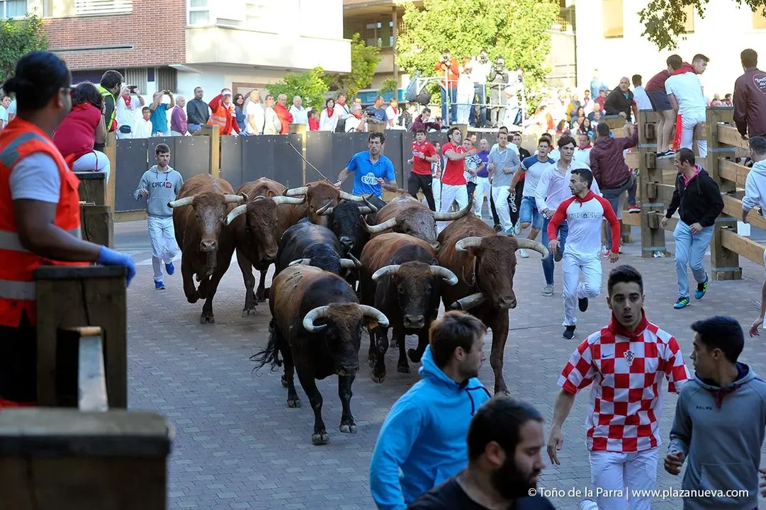 Fiestas de Tudela &rsquo;19, d&iacute;a 28 - Encierro y vacas en la plaza 32