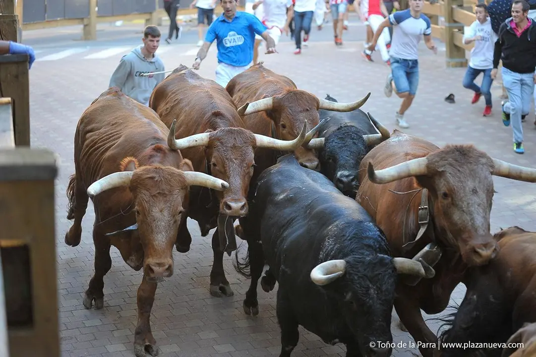 Fiestas de Tudela &rsquo;19, d&iacute;a 28 - Encierro y vacas en la plaza 33