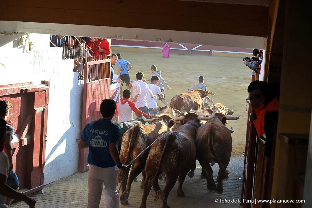 Fiestas de Tudela &rsquo;19, d&iacute;a 28 - Encierro y vacas en la plaza 34