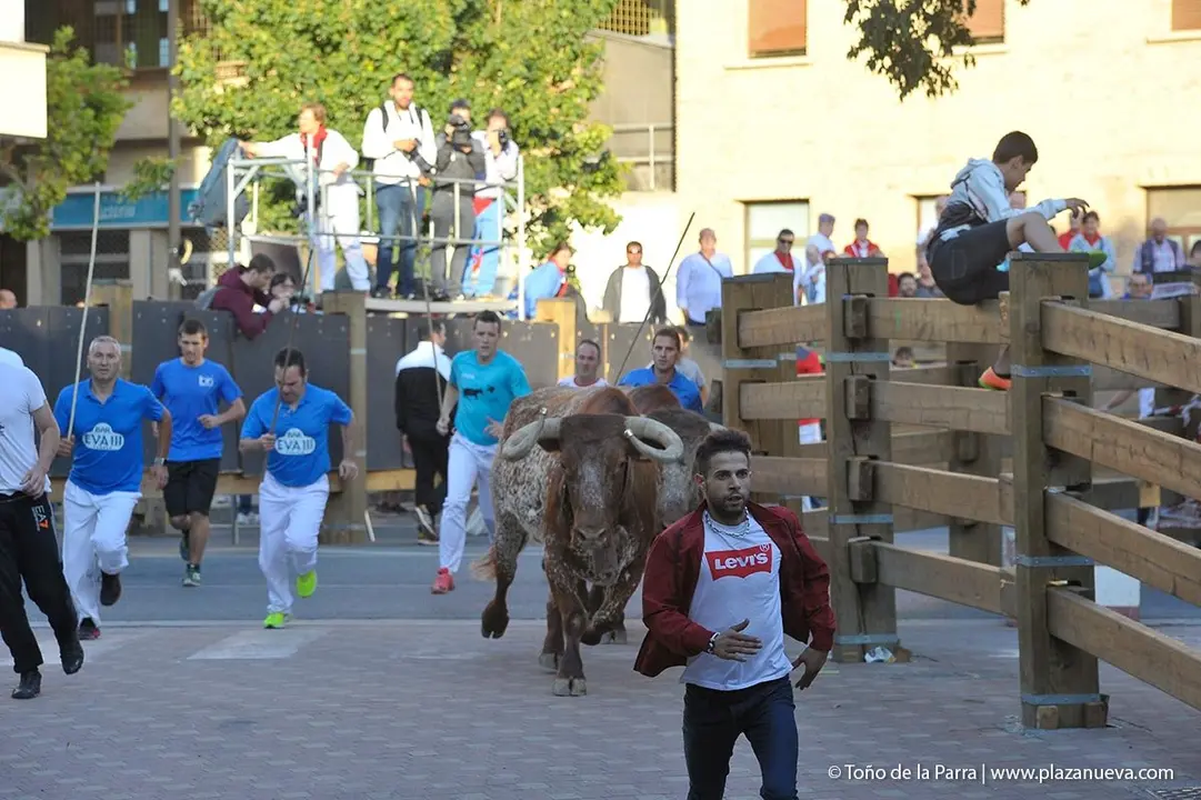 Fiestas de Tudela &rsquo;19, d&iacute;a 28 - Encierro y vacas en la plaza 35