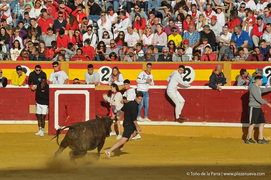Fiestas de Tudela &rsquo;19, d&iacute;a 28 - Encierro y vacas en la plaza 37