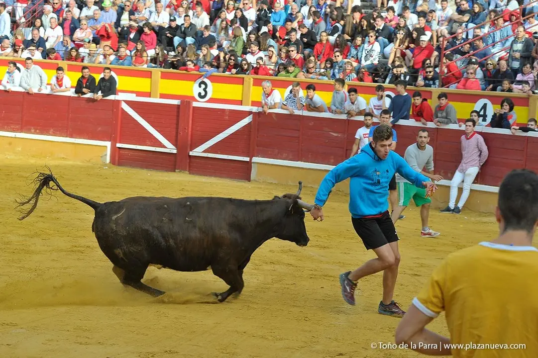 Fiestas de Tudela &rsquo;19, d&iacute;a 28 - Encierro y vacas en la plaza 39