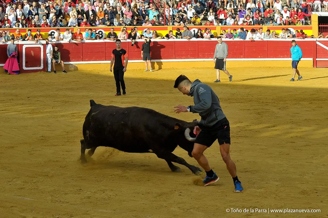 Fiestas de Tudela &rsquo;19, d&iacute;a 28 - Encierro y vacas en la plaza 40