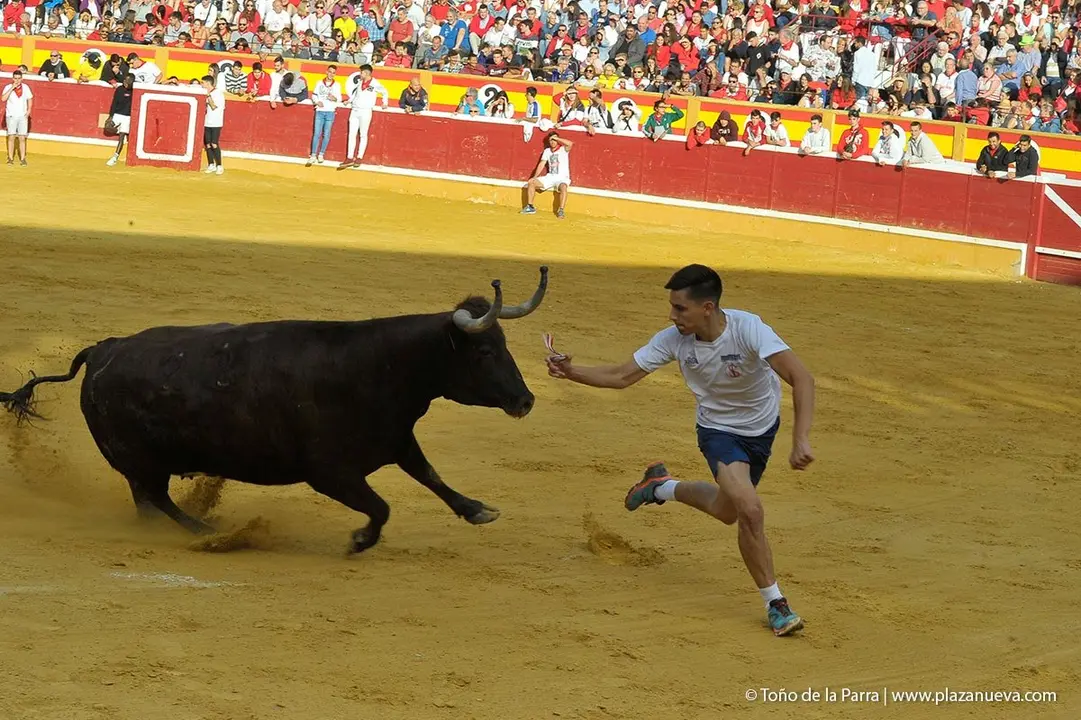 Fiestas de Tudela &rsquo;19, d&iacute;a 28 - Encierro y vacas en la plaza 41