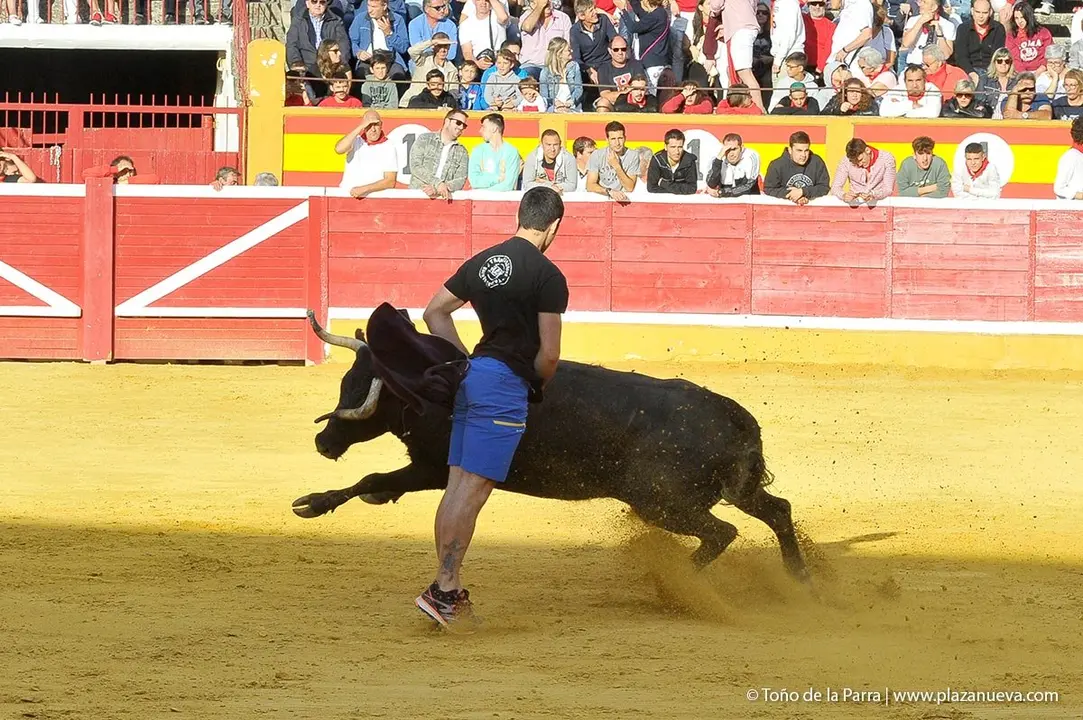 Fiestas de Tudela &rsquo;19, d&iacute;a 28 - Encierro y vacas en la plaza 44