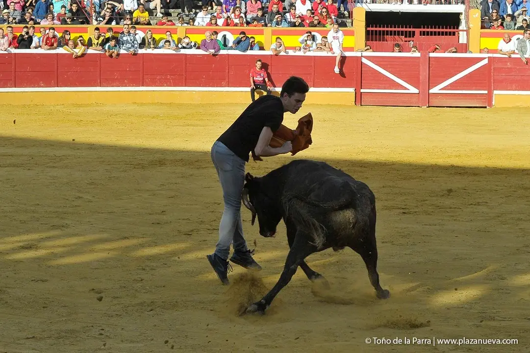 Fiestas de Tudela &rsquo;19, d&iacute;a 28 - Encierro y vacas en la plaza 45