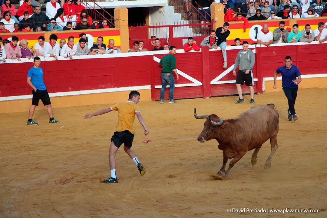 Fiestas de Tudela &rsquo;19, d&iacute;a 28 - Encierro y vacas en la plaza 46