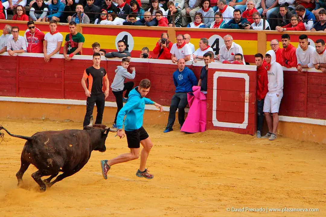 Fiestas de Tudela &rsquo;19, d&iacute;a 28 - Encierro y vacas en la plaza 47