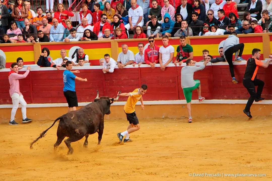 Fiestas de Tudela &rsquo;19, d&iacute;a 28 - Encierro y vacas en la plaza 48