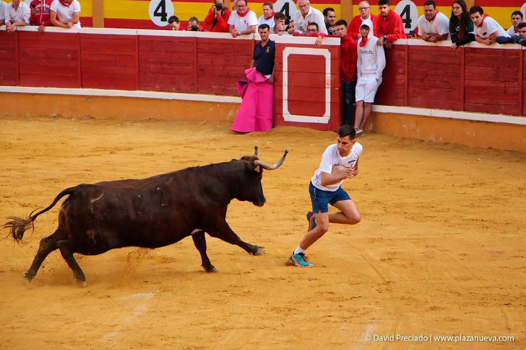Fiestas de Tudela &rsquo;19, d&iacute;a 28 - Encierro y vacas en la plaza 49