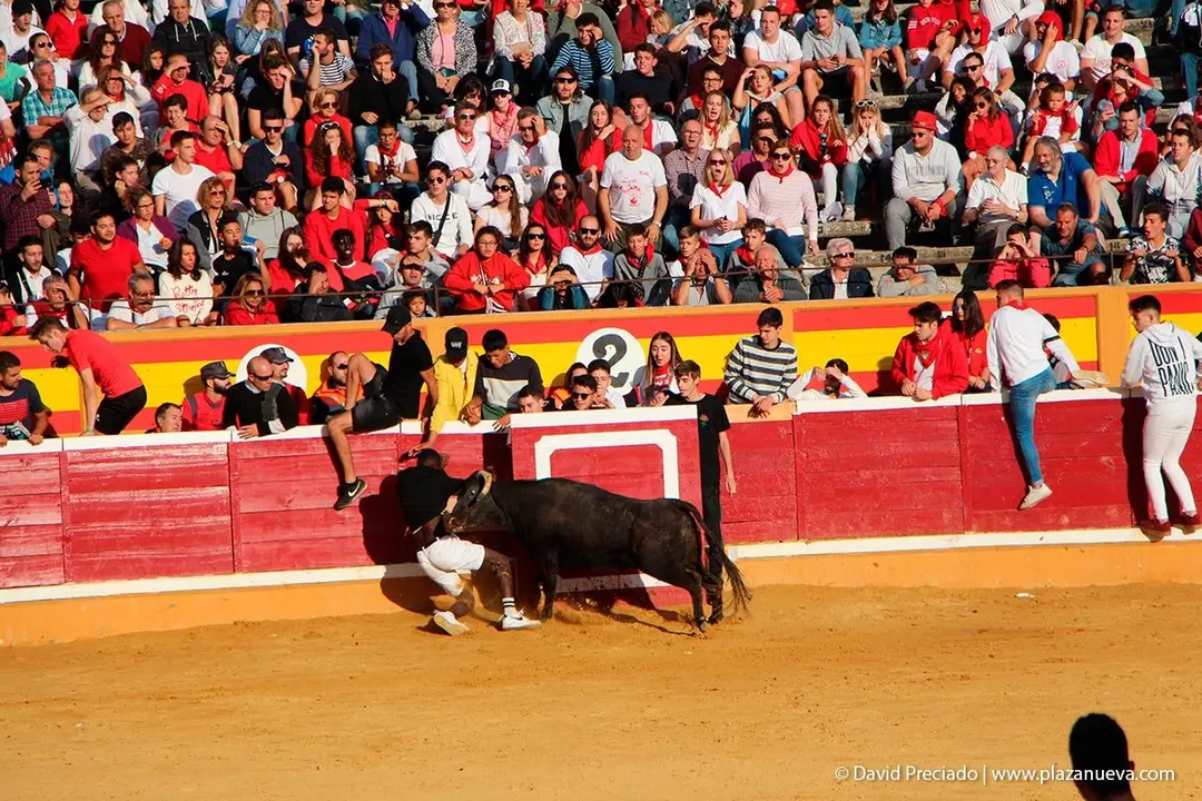 Fiestas de Tudela &rsquo;19, d&iacute;a 28 - Encierro y vacas en la plaza 50
