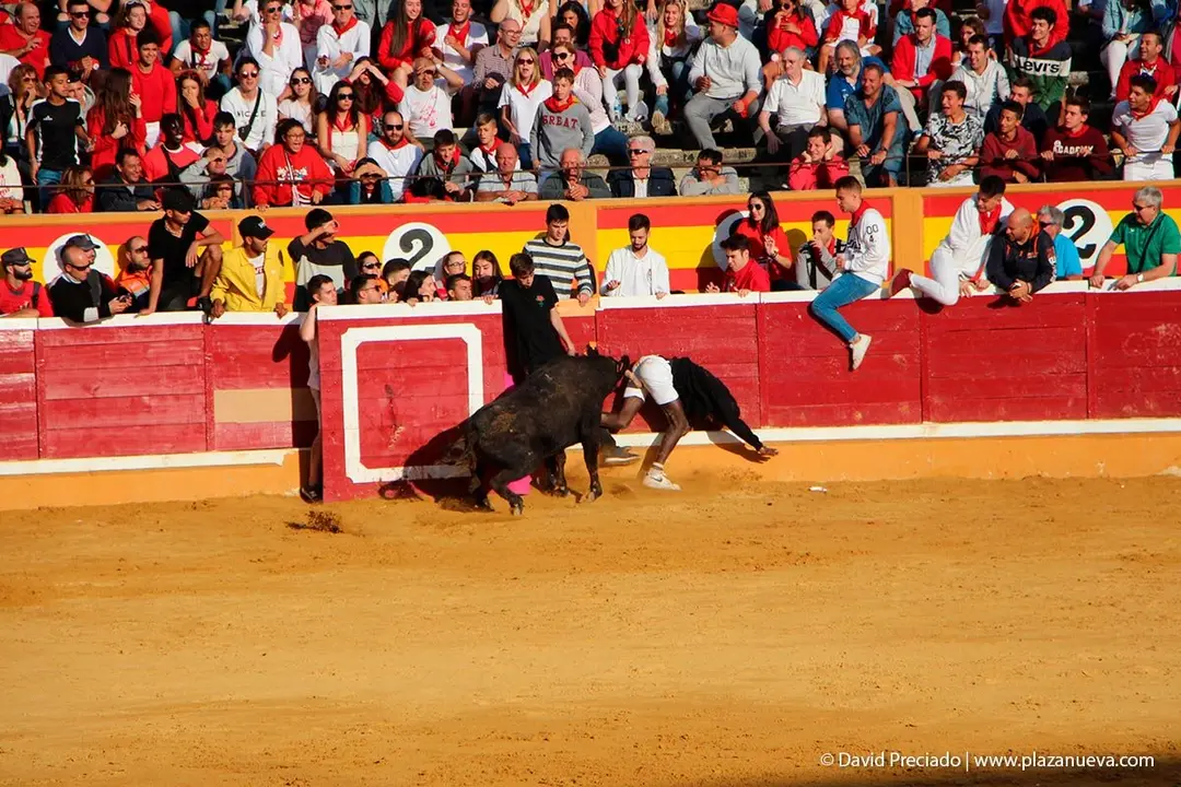 Fiestas de Tudela &rsquo;19, d&iacute;a 28 - Encierro y vacas en la plaza 51