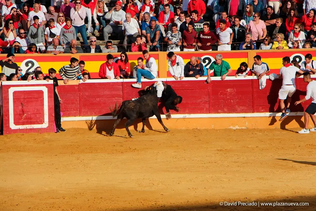 Fiestas de Tudela &rsquo;19, d&iacute;a 28 - Encierro y vacas en la plaza 52