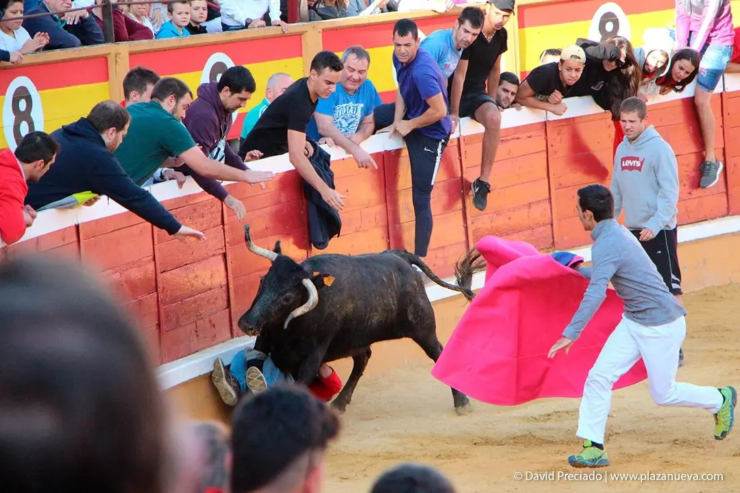 Fiestas de Tudela &rsquo;19, d&iacute;a 28 - Encierro y vacas en la plaza 53