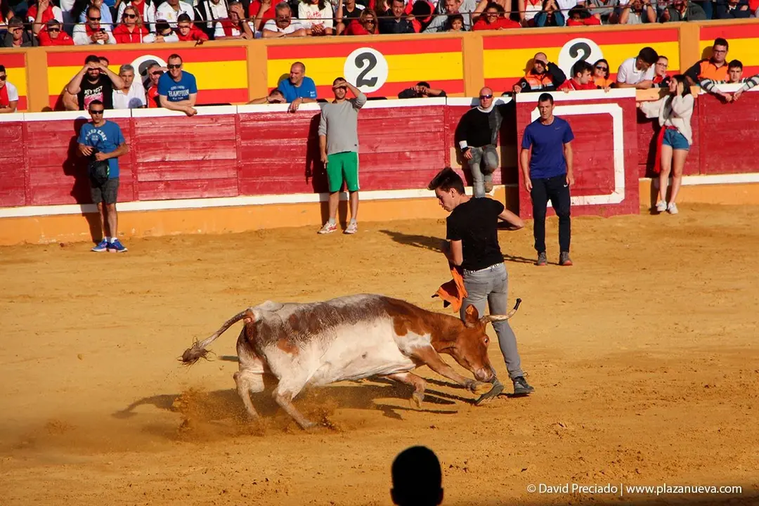 Fiestas de Tudela &rsquo;19, d&iacute;a 28 - Encierro y vacas en la plaza 55