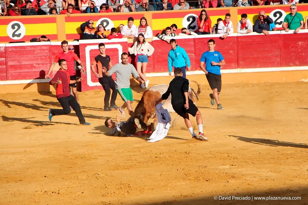 Fiestas de Tudela &rsquo;19, d&iacute;a 28 - Encierro y vacas en la plaza 56