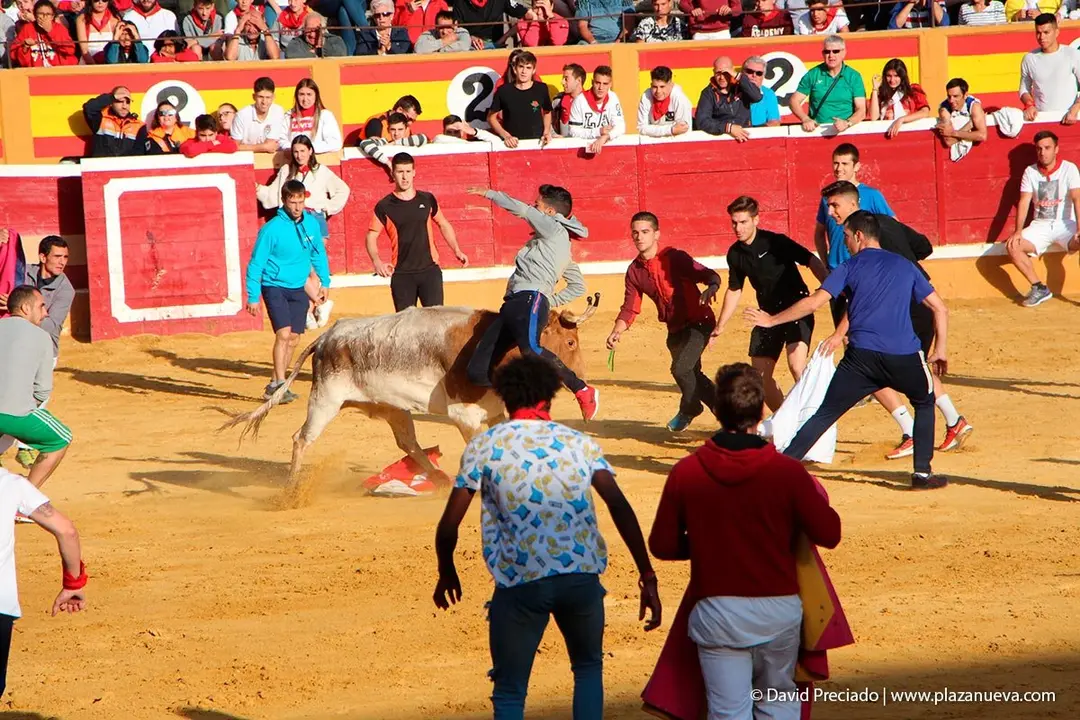 Fiestas de Tudela &rsquo;19, d&iacute;a 28 - Encierro y vacas en la plaza 57