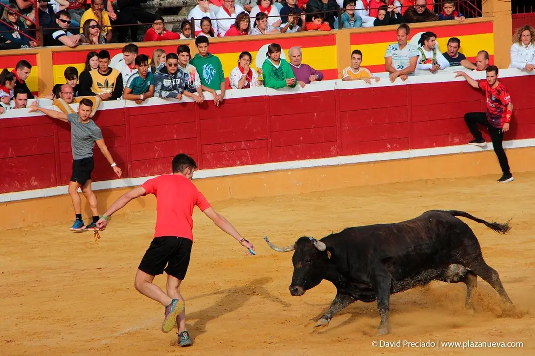 Fiestas de Tudela &rsquo;19, d&iacute;a 28 - Encierro y vacas en la plaza 58