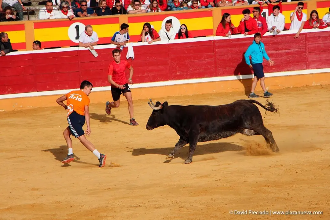 Fiestas de Tudela &rsquo;19, d&iacute;a 28 - Encierro y vacas en la plaza 59
