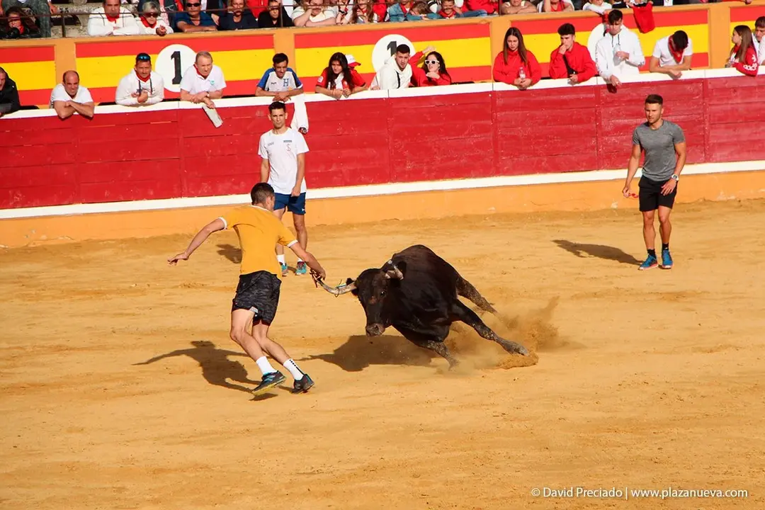 Fiestas de Tudela &rsquo;19, d&iacute;a 28 - Encierro y vacas en la plaza 61