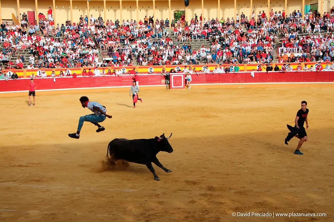 Fiestas de Tudela &rsquo;19, d&iacute;a 28 - Encierro y vacas en la plaza 62